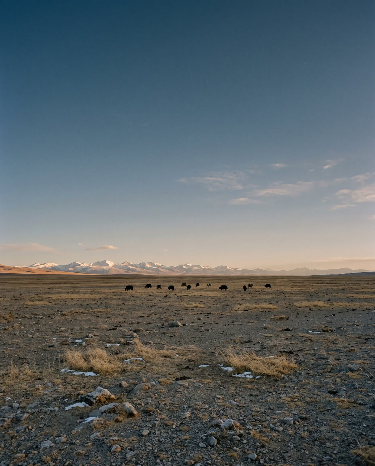 A vast stony Tibetan plateau in late golden light, a small herd of yaks far off and a distant snow range under an immense sky